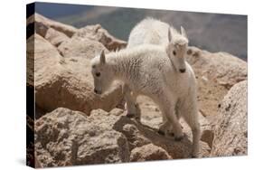 Colorado, Mt. Evans. Mountain Goat Kids Playing-Jaynes Gallery-Stretched Canvas