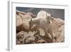 Colorado, Mt. Evans. Mountain Goat Kids Playing-Jaynes Gallery-Framed Photographic Print