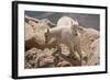 Colorado, Mt. Evans. Mountain Goat Kids Playing-Jaynes Gallery-Framed Photographic Print