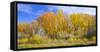 Colorado, Narrowleaf Cottonwood and Willows Display Fall Color Along a Side Channel, Gunnison River-John Barger-Framed Stretched Canvas