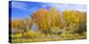 Colorado, Narrowleaf Cottonwood and Willows Display Fall Color Along a Side Channel, Gunnison River-John Barger-Stretched Canvas