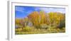 Colorado, Narrowleaf Cottonwood and Willows Display Fall Color Along a Side Channel, Gunnison River-John Barger-Framed Photographic Print