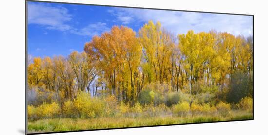 Colorado, Narrowleaf Cottonwood and Willows Display Fall Color Along a Side Channel, Gunnison River-John Barger-Mounted Photographic Print