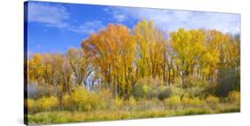 Colorado, Narrowleaf Cottonwood and Willows Display Fall Color Along a Side Channel, Gunnison River-John Barger-Stretched Canvas