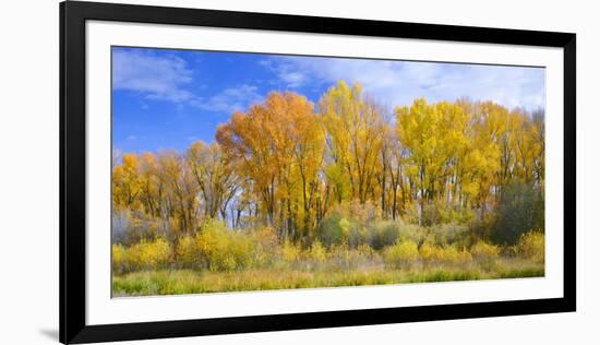 Colorado, Narrowleaf Cottonwood and Willows Display Fall Color Along a Side Channel, Gunnison River-John Barger-Framed Photographic Print