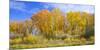 Colorado, Narrowleaf Cottonwood and Willows Display Fall Color Along a Side Channel, Gunnison River-John Barger-Mounted Photographic Print