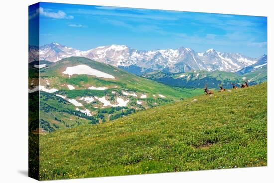 Colorado Panorama with Elks-duallogic-Stretched Canvas