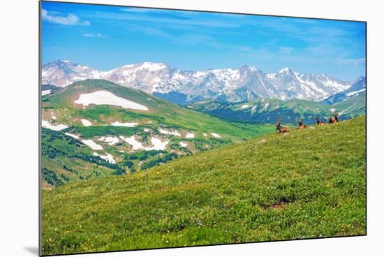 Colorado Panorama with Elks-duallogic-Mounted Photographic Print