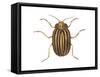 Colorado Potato Beetle (Leptinotarsa Decemlineata), Insects-Encyclopaedia Britannica-Framed Stretched Canvas