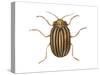 Colorado Potato Beetle (Leptinotarsa Decemlineata), Insects-Encyclopaedia Britannica-Stretched Canvas