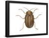 Colorado Potato Beetle (Leptinotarsa Decemlineata), Insects-Encyclopaedia Britannica-Framed Poster