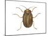 Colorado Potato Beetle (Leptinotarsa Decemlineata), Insects-Encyclopaedia Britannica-Mounted Poster