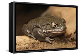 Colorado River Toad (Incilius Alvarius), also known as the Sonoran Desert Toad. Wild Life Animal.-wrangel-Framed Stretched Canvas