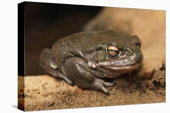 Colorado River Toad (Incilius Alvarius), also known as the Sonoran Desert Toad. Wild Life Animal.-wrangel-Stretched Canvas