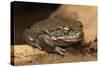 Colorado River Toad (Incilius Alvarius), also known as the Sonoran Desert Toad. Wild Life Animal.-wrangel-Stretched Canvas