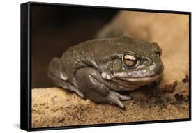 Colorado River Toad (Incilius Alvarius), also known as the Sonoran Desert Toad. Wild Life Animal.-wrangel-Framed Stretched Canvas