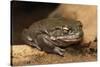 Colorado River Toad (Incilius Alvarius), also known as the Sonoran Desert Toad. Wild Life Animal.-wrangel-Stretched Canvas