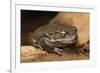 Colorado River Toad (Incilius Alvarius), also known as the Sonoran Desert Toad. Wild Life Animal.-wrangel-Framed Photographic Print