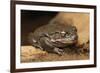 Colorado River Toad (Incilius Alvarius), also known as the Sonoran Desert Toad. Wild Life Animal.-wrangel-Framed Photographic Print