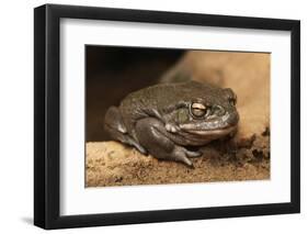 Colorado River Toad (Incilius Alvarius), also known as the Sonoran Desert Toad. Wild Life Animal.-wrangel-Framed Photographic Print