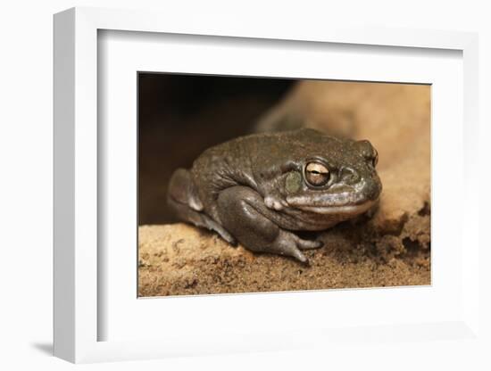 Colorado River Toad (Incilius Alvarius), also known as the Sonoran Desert Toad. Wild Life Animal.-wrangel-Framed Photographic Print