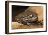 Colorado River Toad (Incilius Alvarius), also known as the Sonoran Desert Toad. Wild Life Animal.-wrangel-Framed Photographic Print