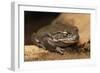 Colorado River Toad (Incilius Alvarius), also known as the Sonoran Desert Toad. Wild Life Animal.-wrangel-Framed Photographic Print