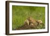 Colorado, Rocky Mountain Arsenal NWR. Prairie Dog Family on Den Mound-Cathy & Gordon Illg-Framed Photographic Print