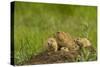 Colorado, Rocky Mountain Arsenal NWR. Prairie Dog Family on Den Mound-Cathy & Gordon Illg-Stretched Canvas