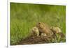 Colorado, Rocky Mountain Arsenal NWR. Prairie Dog Family on Den Mound-Cathy & Gordon Illg-Framed Photographic Print