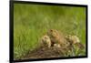 Colorado, Rocky Mountain Arsenal NWR. Prairie Dog Family on Den Mound-Cathy & Gordon Illg-Framed Photographic Print