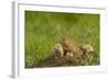 Colorado, Rocky Mountain Arsenal NWR. Prairie Dog Family on Den Mound-Cathy & Gordon Illg-Framed Photographic Print