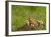 Colorado, Rocky Mountain Arsenal NWR. Prairie Dog Family on Den Mound-Cathy & Gordon Illg-Framed Photographic Print