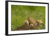 Colorado, Rocky Mountain Arsenal NWR. Prairie Dog Family on Den Mound-Cathy & Gordon Illg-Framed Photographic Print