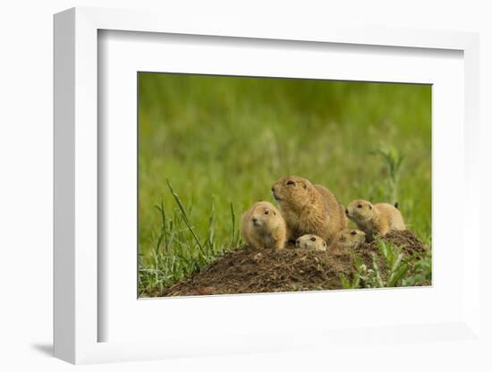 Colorado, Rocky Mountain Arsenal NWR. Prairie Dog Family on Den Mound-Cathy & Gordon Illg-Framed Photographic Print