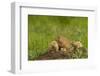 Colorado, Rocky Mountain Arsenal NWR. Prairie Dog Family on Den Mound-Cathy & Gordon Illg-Framed Photographic Print