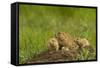 Colorado, Rocky Mountain Arsenal NWR. Prairie Dog Family on Den Mound-Cathy & Gordon Illg-Framed Stretched Canvas