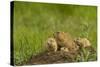 Colorado, Rocky Mountain Arsenal NWR. Prairie Dog Family on Den Mound-Cathy & Gordon Illg-Stretched Canvas