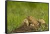 Colorado, Rocky Mountain Arsenal NWR. Prairie Dog Family on Den Mound-Cathy & Gordon Illg-Framed Stretched Canvas