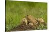 Colorado, Rocky Mountain Arsenal NWR. Prairie Dog Family on Den Mound-Cathy & Gordon Illg-Stretched Canvas