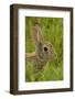 Colorado, Rocky Mountain Arsenal. Side Portrait of Cottontail Rabbit-Cathy & Gordon Illg-Framed Photographic Print