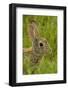 Colorado, Rocky Mountain Arsenal. Side Portrait of Cottontail Rabbit-Cathy & Gordon Illg-Framed Photographic Print