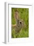 Colorado, Rocky Mountain Arsenal. Side Portrait of Cottontail Rabbit-Cathy & Gordon Illg-Framed Photographic Print