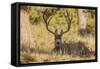 Colorado, Rocky Mountain National Park, Blacktail Deer-Patrick J. Wall-Framed Stretched Canvas