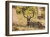 Colorado, Rocky Mountain National Park, Blacktail Deer-Patrick J. Wall-Framed Photographic Print