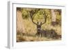 Colorado, Rocky Mountain National Park, Blacktail Deer-Patrick J. Wall-Framed Photographic Print