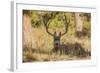 Colorado, Rocky Mountain National Park, Blacktail Deer-Patrick J. Wall-Framed Photographic Print