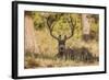 Colorado, Rocky Mountain National Park, Blacktail Deer-Patrick J. Wall-Framed Photographic Print