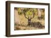 Colorado, Rocky Mountain National Park, Blacktail Deer-Patrick J. Wall-Framed Photographic Print