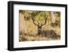 Colorado, Rocky Mountain National Park, Blacktail Deer-Patrick J. Wall-Framed Photographic Print